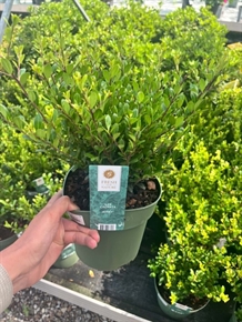 Kristtorn 'Jenny' (Ilex crenata) 